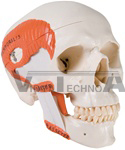 TMJ Skull - 2 part